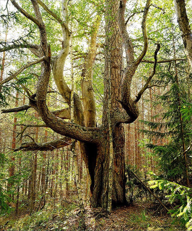 Syksyn 2023 yleisöluennot – Salon suurimmat puut ja luonnonluolat